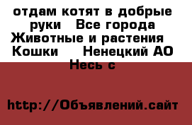 отдам котят в добрые руки - Все города Животные и растения » Кошки   . Ненецкий АО,Несь с.